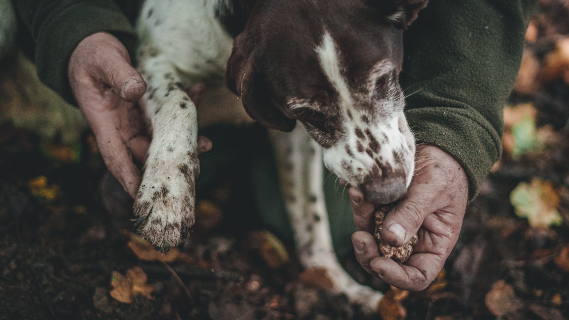 Луксозната и незаконна търговия с трюфели в България. Сн.: Unsplash